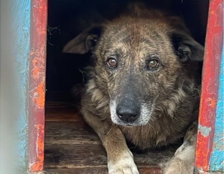 Alterswohnsitz für schüchternen Bobby