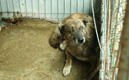 Alterswohnsitz für schüchternen Bobby