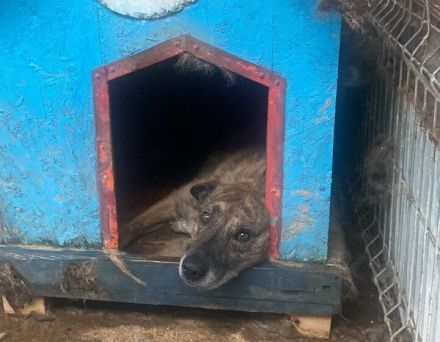 Alterswohnsitz für schüchternen Bobby