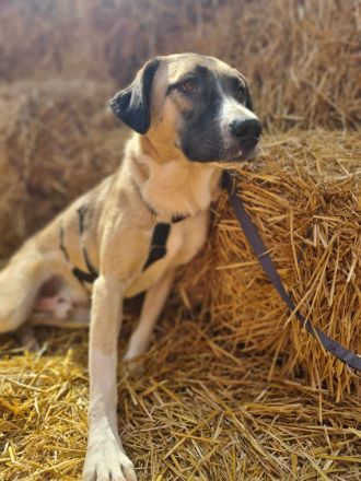 Louis sucht sein Für-immer-Zuhause