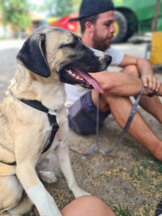 Louis sucht sein Für-immer-Zuhause