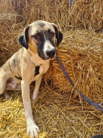 Louis sucht sein Für-immer-Zuhause