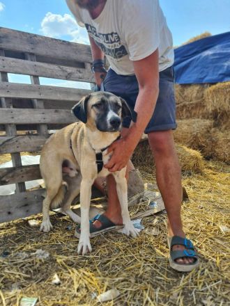 Louis sucht sein Für-immer-Zuhause