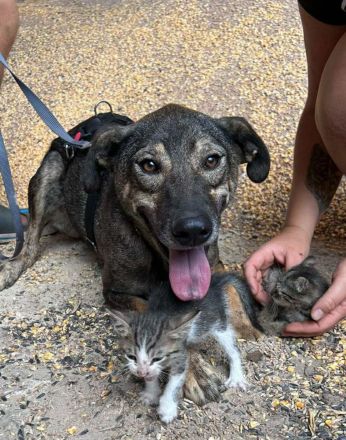 Rocco sucht sein Für-immer-Zuhause