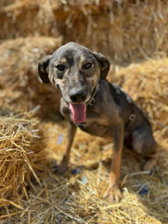 Rocco sucht sein Für-immer-Zuhause