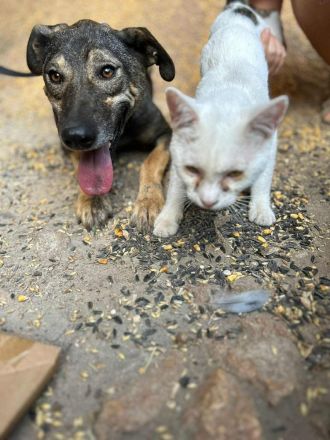 Rocco sucht sein Für-immer-Zuhause