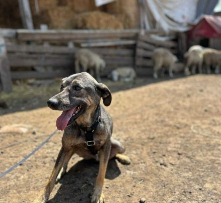 Rocco sucht sein Für-immer-Zuhause