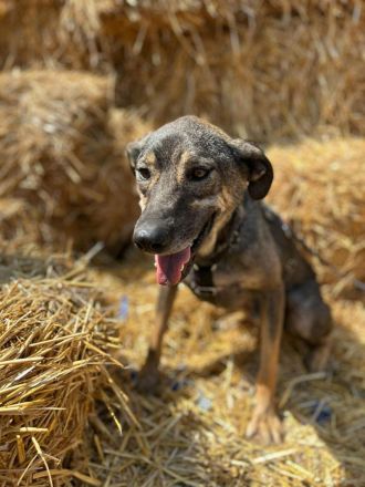 Rocco sucht sein Für-immer-Zuhause