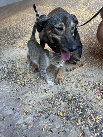 Rocco sucht sein Für-immer-Zuhause