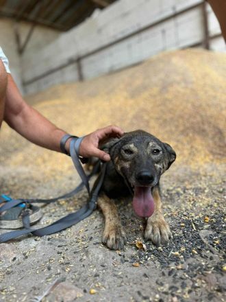 Rocco sucht sein Für-immer-Zuhause