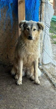 Petra sucht ihr Für-immer-Zuhause