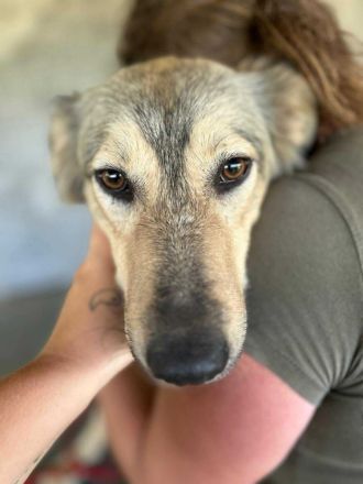 Petra sucht ihr Für-immer-Zuhause