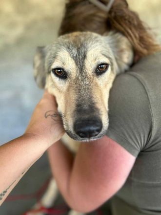 Petra sucht ihr Für-immer-Zuhause