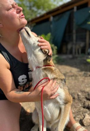 Hannibal sucht sein Für-immer-Zuhause