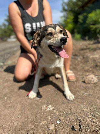 Hannibal sucht sein Für-immer-Zuhause