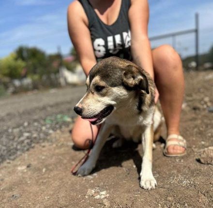 Hannibal sucht sein Für-immer-Zuhause