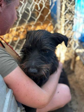 Rocket sucht sein Für-immer-Zuhause