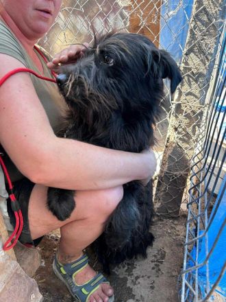 Rocket sucht sein Für-immer-Zuhause