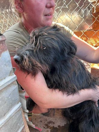 Rocket sucht sein Für-immer-Zuhause