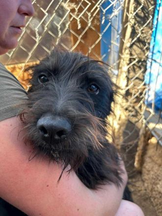 Rocket sucht sein Für-immer-Zuhause