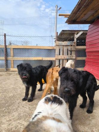 Rocket sucht sein Für-immer-Zuhause