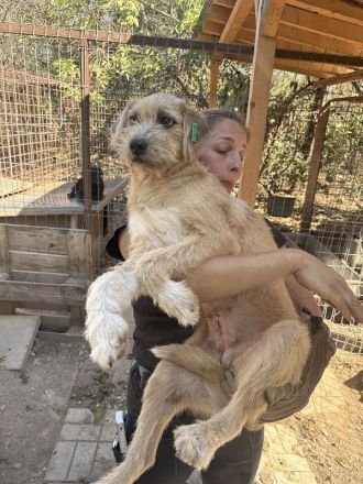Conny, junge, ruhige Hündin mit sanften Blick mit viel Potenzial, 1 Jahr, 50 cm