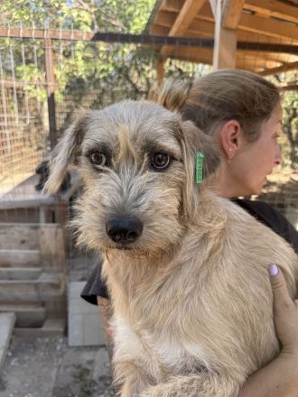 Conny, junge, ruhige Hündin mit sanften Blick mit viel Potenzial, 1 Jahr, 50 cm