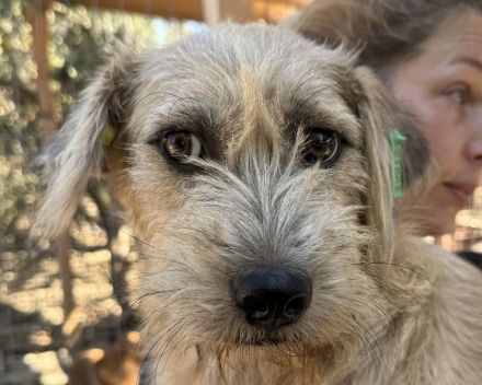 Conny, junge, ruhige Hündin mit sanften Blick mit viel Potenzial, 1 Jahr, 50 cm