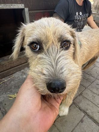 Conny, junge, ruhige Hündin mit sanften Blick mit viel Potenzial, 1 Jahr, 50 cm