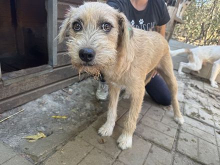 Conny, junge, ruhige Hündin mit sanften Blick mit viel Potenzial, 1 Jahr, 50 cm