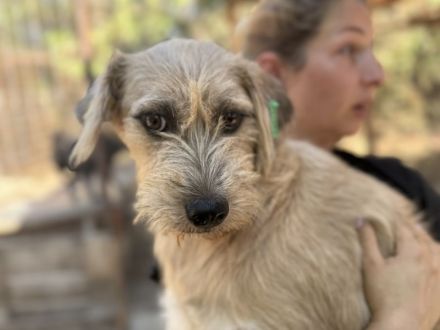 Conny, junge, ruhige Hündin mit sanften Blick mit viel Potenzial, 1 Jahr, 50 cm