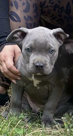 American Bully XL