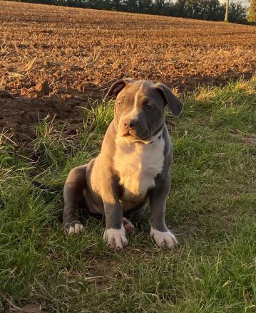 American Bully XL