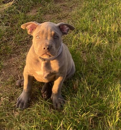 American Bully XL