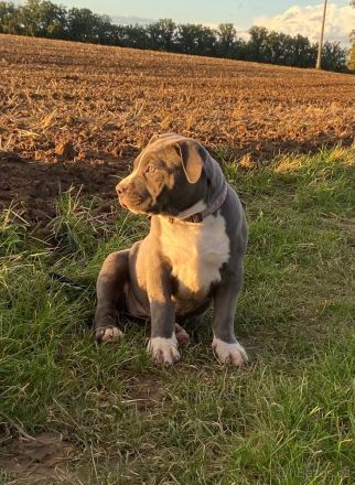American Bully XL