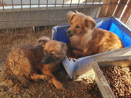 Emma, kleine, agile Hündin mit charmanten Unterbiss, 7 Mon, 31 cm