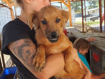 Emma, kleine, agile Hündin mit charmanten Unterbiss, 7 Mon, 31 cm