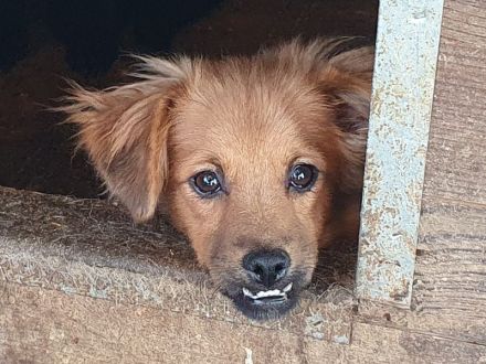 Emma, kleine, agile Hündin mit charmanten Unterbiss, 7 Mon, 31 cm