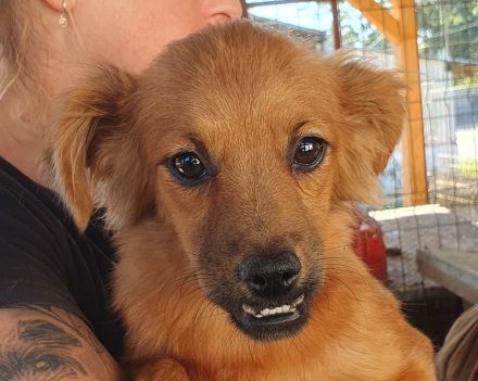 Emma, kleine, agile Hündin mit charmanten Unterbiss, 7 Mon, 31 cm