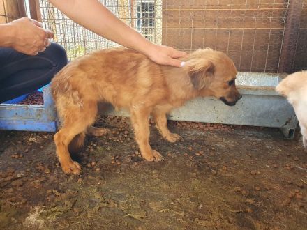 Emma, kleine, agile Hündin mit charmanten Unterbiss, 7 Mon, 31 cm