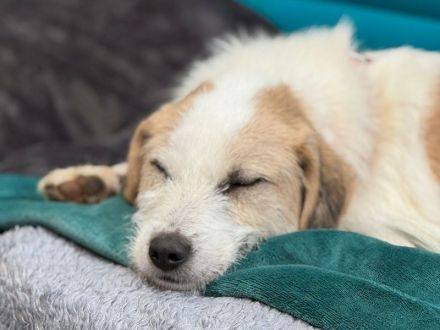 Marlon, kluger, lernwilliger hübscher Rüde sucht erfahrene Menschen für klare Führung, 2,5 J, 54 cm