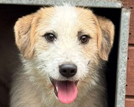 Marlon, kluger, lernwilliger hübscher Rüde sucht erfahrene Menschen für klare Führung, 2,5 J, 54 cm
