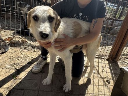 Marlon, zurückhaltender und sozialer, der auf menschliche Geborgenheit wartet, 1 Jahr, 54 cm