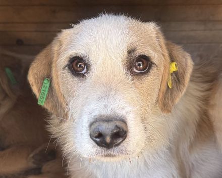 Marlon, zurückhaltender und sozialer, der auf menschliche Geborgenheit wartet, 1 Jahr, 54 cm