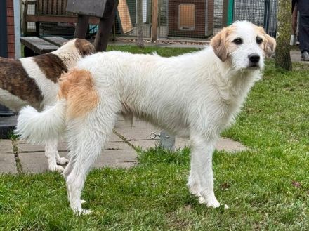 Marlon, kluger, lernwilliger hübscher Rüde sucht erfahrene Menschen für klare Führung, 2,5 J, 54 cm