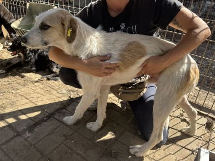 Marlon, zurückhaltender und sozialer, der auf menschliche Geborgenheit wartet, 1 Jahr, 54 cm