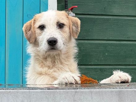 Marlon, kluger, lernwilliger hübscher Rüde sucht erfahrene Menschen für klare Führung, 2,5 J, 54 cm