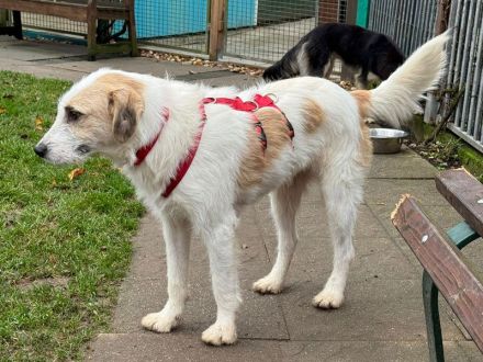 Marlon, kluger, lernwilliger hübscher Rüde sucht erfahrene Menschen für klare Führung, 2,5 J, 54 cm