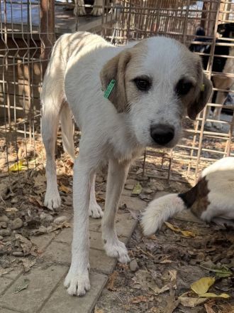 Marlon, zurückhaltender und sozialer, der auf menschliche Geborgenheit wartet, 1 Jahr, 54 cm