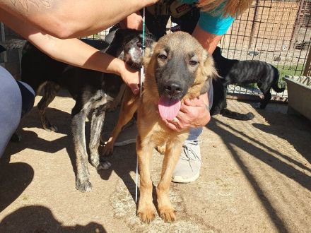 Pebbles, ein Sonnenschein auf 4 Pfoten :-), 6 Monate, 40 cm (wachsend)